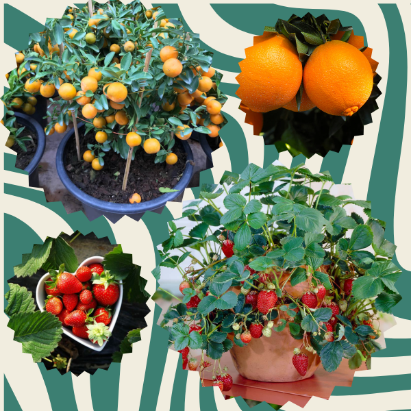 Pessoa plantando muda frutífera em vaso.